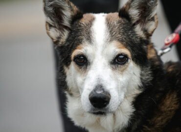 Šuo ieško namų Linksmakalnyje – Bučkis