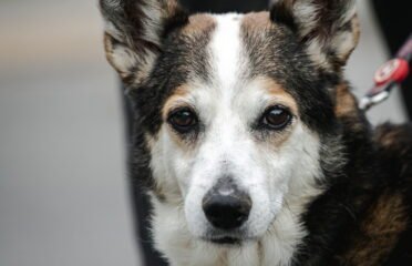 Šuo ieško namų Linksmakalnyje – Bučkis