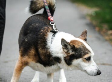 Šuo ieško namų Linksmakalnyje – Bučkis