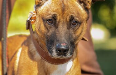 Dovanojamas šuo Linksmakalnyje – Caras