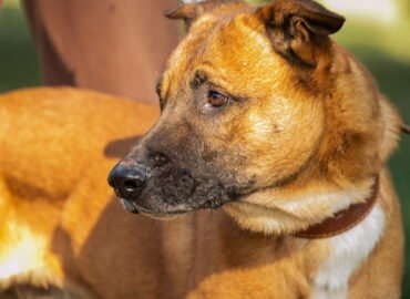 Dovanojamas šuo Linksmakalnyje – Caras