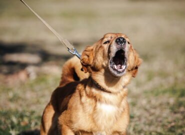 Dovanojamas šuo Linksmakalnyje – Centas