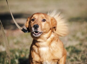 Dovanojamas šuo Linksmakalnyje – Centas