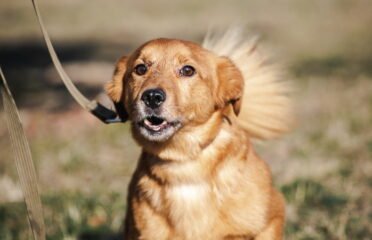 Dovanojamas šuo Linksmakalnyje – Centas