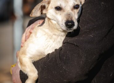 Dovanojamas šuo Linksmakalnyje – Čilė