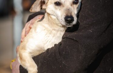 Dovanojamas šuo Linksmakalnyje – Čilė