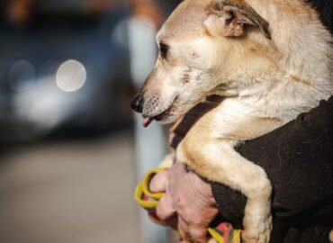 Dovanojamas šuo Linksmakalnyje – Čilė