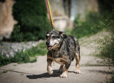 Šuo ieško namų Linksmakalnyje – Čirvirvir