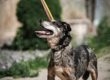 Šuo ieško namų Linksmakalnyje – Čirvirvir