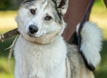 Dovanojamas šuo Linksmakalnyje – Dafnė