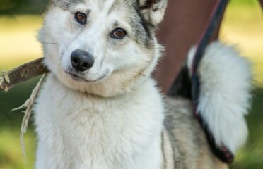 Dovanojamas šuo Linksmakalnyje – Dafnė