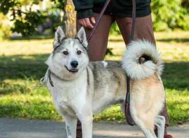 Dovanojamas šuo Linksmakalnyje – Dafnė