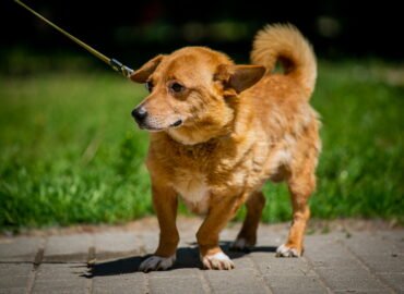 Šuo ieško namų Linksmakalnyje – Dagis