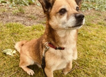 Dovanojamas šuo Šiauliuose – Džeris