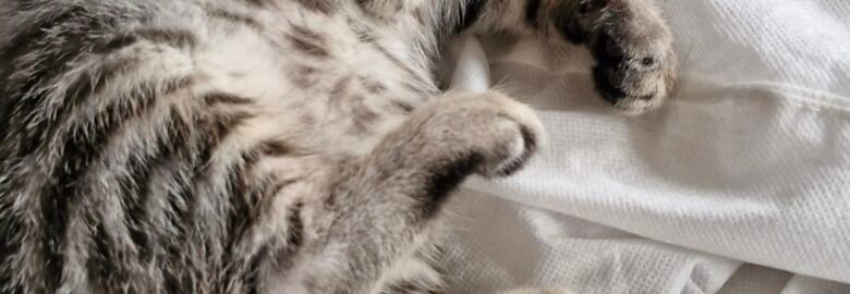 Dovanojama katė Panevėžyje