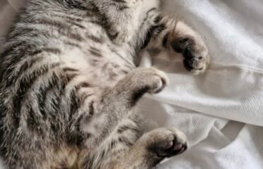 Dovanojama katė Panevėžyje