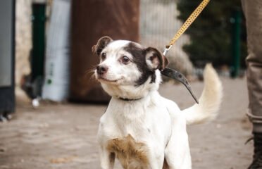 Dovanojamas šuo Linksmakalnyje – Deimantas