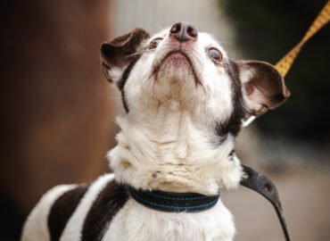 Dovanojamas šuo Linksmakalnyje – Deimantas