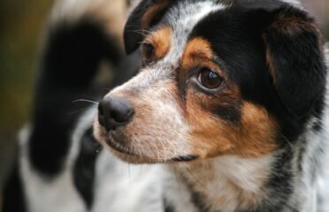 Dovanojamas šuo Linksmakalnyje – Dipsis