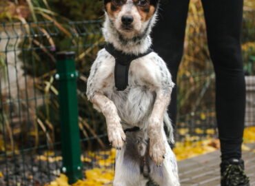 Dovanojamas šuo Linksmakalnyje – Dipsis