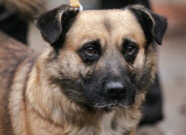 Dovanojamas šuo Linksmakalnyje – Drakas