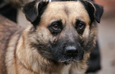 Dovanojamas šuo Linksmakalnyje – Drakas