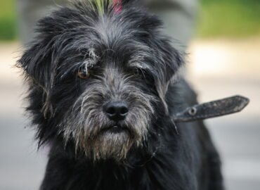 Dovanojamas šuo Linksmakalnyje – Dribsnis