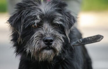 Dovanojamas šuo Linksmakalnyje – Dribsnis