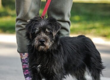 Dovanojamas šuo Linksmakalnyje – Dribsnis