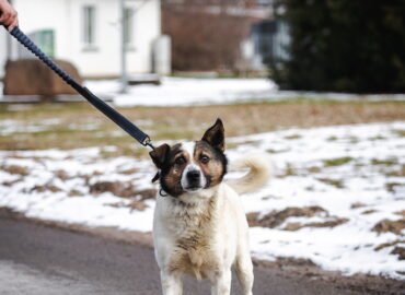 Dovanojamas šuo Linksmakalnyje – Drovutis