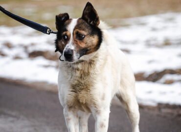 Dovanojamas šuo Linksmakalnyje – Drovutis