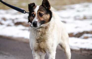 Dovanojamas šuo Linksmakalnyje – Drovutis