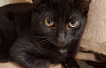 Dovanojama katė Kaune – Džeimė