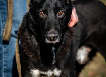 Dovanojamas šuo Linksmakalnyje – Džeris