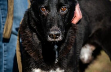 Dovanojamas šuo Linksmakalnyje – Džeris