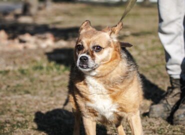 Dovanojamas šuo Linksmakalnyje – Džina