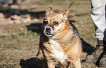 Dovanojamas šuo Linksmakalnyje – Džina