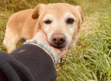 Dovanojamas šuo Šiauliuose – Dubis