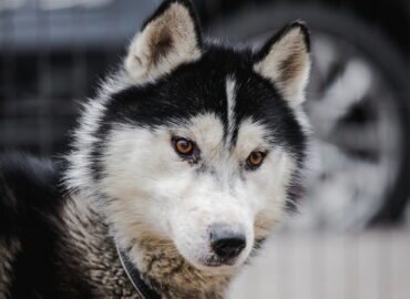 Dovanojamas šuo Linksmakalnyje – Ernis