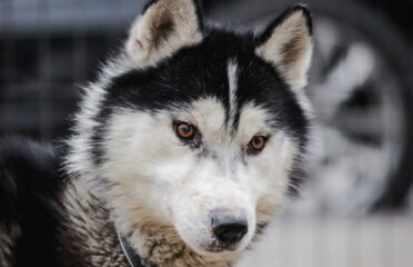 Dovanojamas šuo Linksmakalnyje – Ernis