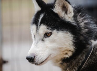 Dovanojamas šuo Linksmakalnyje – Ernis