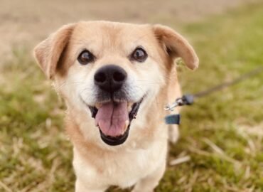 Dovanojamas šuo Šiauliuose – Maurius