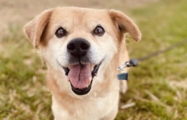 Dovanojamas šuo Šiauliuose – Maurius