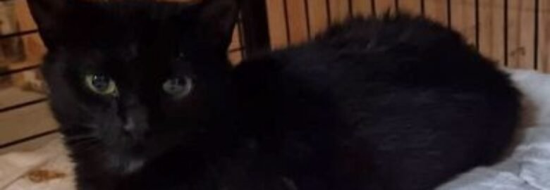 Dovanojama katė Mažeikiuose