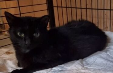 Dovanojama katė Mažeikiuose