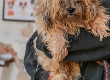 Dovanojamas šuo Linksmakalnyje – Funtikas