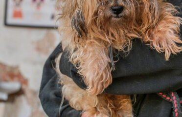 Dovanojamas šuo Linksmakalnyje – Funtikas