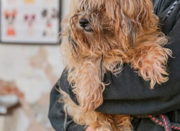 Dovanojamas šuo Linksmakalnyje – Funtikas