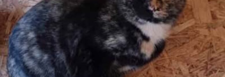 Dovanojama katė Mažeikiuose