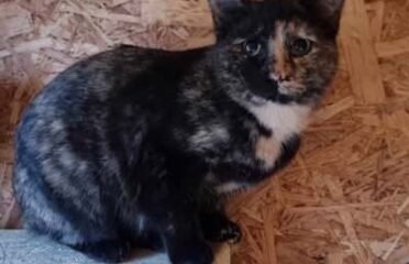 Dovanojama katė Mažeikiuose